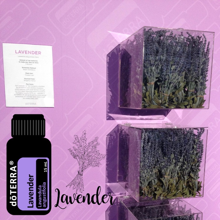 After image of the lavender concept refined into a polished, cohesive branded composition.